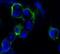 EPH receptor B4 antibody, NBP1-47434, Novus Biologicals, Immunofluorescence image 