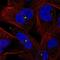 Centrin 3 antibody, PA5-66623, Invitrogen Antibodies, Immunofluorescence image 