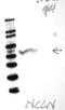 Nicalin antibody, NBP1-81002, Novus Biologicals, Western Blot image 