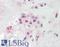 Paraoxonase 2 antibody, LS-B8315, Lifespan Biosciences, Immunohistochemistry paraffin image 