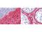 Collagen Type III Alpha 1 Chain antibody, NBP2-46878, Novus Biologicals, Immunohistochemistry paraffin image 