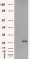 Snail Family Transcriptional Repressor 1 antibody, M00716-1, Boster Biological Technology, Western Blot image 