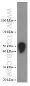 Enterokinase Cleavage Site tag antibody, HRP-66008, Proteintech Group, Western Blot image 