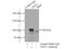 Vacuolar protein sorting-associated protein 11 homolog antibody, 19140-1-AP, Proteintech Group, Immunoprecipitation image 