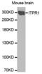 Inositol 1,4,5-Trisphosphate Receptor Type 1 antibody, abx000881, Abbexa, Western Blot image 