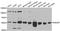 Rab3A-interacting protein antibody, STJ110393, St John