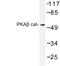 Protein Kinase CAMP-Activated Catalytic Subunit Beta antibody, LS-C191947, Lifespan Biosciences, Western Blot image 