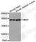 Methyl-CpG Binding Domain Protein 5 antibody, A2321, ABclonal Technology, Western Blot image 