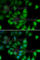 RNA Polymerase II Subunit H antibody, A6948, ABclonal Technology, Immunofluorescence image 
