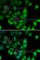 RNA polymerase II RBP8 antibody, A6948, ABclonal Technology, Immunofluorescence image 