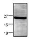 Syndecan 4 antibody, PA1-32485, Invitrogen Antibodies, Western Blot image 