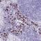 Lymphocyte Antigen 6 Family Member G5B antibody, NBP2-14208, Novus Biologicals, Immunohistochemistry frozen image 