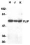 CASP8 And FADD Like Apoptosis Regulator antibody, 2422, QED Bioscience, Western Blot image 