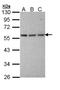 Tubulin Alpha 1a antibody, LS-C186102, Lifespan Biosciences, Western Blot image 