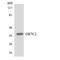 Olfactory Receptor Family 7 Subfamily C Member 2 antibody, LS-C200424, Lifespan Biosciences, Western Blot image 