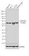 Nuclear Receptor Subfamily 1 Group H Member 2 antibody, PA1-333, Invitrogen Antibodies, Western Blot image 