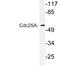 Cell Division Cycle 25A antibody, LS-C176667, Lifespan Biosciences, Western Blot image 