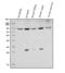 Mitofusin 1 antibody, PB9264, Boster Biological Technology, Western Blot image 