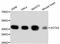 Actin Alpha 2, Smooth Muscle antibody, abx125286, Abbexa, Western Blot image 