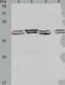 Proteasome 26S Subunit, Non-ATPase 6 antibody, TA322366, Origene, Western Blot image 