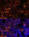 G-protein coupled receptor 55 antibody, 14-686, ProSci, Immunofluorescence image 