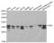 Tropomyosin 1 antibody, abx001071, Abbexa, Western Blot image 
