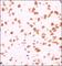 GLI Family Zinc Finger 1 antibody, NB600-600, Novus Biologicals, Immunohistochemistry frozen image 