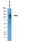 Reversion Inducing Cysteine Rich Protein With Kazal Motifs antibody, AF1734, R&D Systems, Western Blot image 