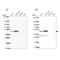 Ribosome Biogenesis Regulator 1 Homolog antibody, PA5-63144, Invitrogen Antibodies, Western Blot image 