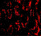 Barrier To Autointegration Factor 1 antibody, 4019, ProSci, Immunofluorescence image 