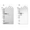 Nucleoporin 50 antibody, NBP2-13683, Novus Biologicals, Western Blot image 