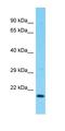 Receptor Accessory Protein 6 antibody, orb327097, Biorbyt, Western Blot image 