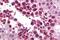 SLAIN Motif Family Member 2 antibody, A11030, Boster Biological Technology, Western Blot image 