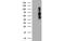 Dystrobrevin Beta antibody, MBS832024, MyBioSource, Western Blot image 