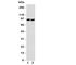 DISC1 Scaffold Protein antibody, R31131, NSJ Bioreagents, Western Blot image 