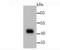 Pyruvate Dehydrogenase Kinase 1 antibody, A01268-2, Boster Biological Technology, Western Blot image 