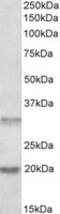 Asparaginase Like 1 antibody, MBS421566, MyBioSource, Western Blot image 