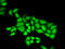 DNA Polymerase Epsilon 3, Accessory Subunit antibody, abx004960, Abbexa, Western Blot image 