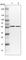 Zinc Finger CCCH-Type Containing 15 antibody, HPA031100, Atlas Antibodies, Western Blot image 