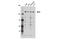 Autophagy Related 2A antibody, 15011S, Cell Signaling Technology, Western Blot image 