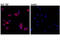 TNF Receptor Superfamily Member 4 antibody, 15136S, Cell Signaling Technology, Immunofluorescence image 