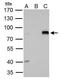 AT-Rich Interaction Domain 3A antibody, PA5-30009, Invitrogen Antibodies, Immunoprecipitation image 