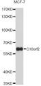 Twinkle protein, mitochondrial antibody, STJ27256, St John