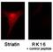 Striatin-3 antibody, NB110-74571, Novus Biologicals, Immunocytochemistry image 