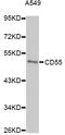 CD55 Molecule (Cromer Blood Group) antibody, LS-C748935, Lifespan Biosciences, Western Blot image 