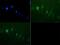 Lysine Demethylase 3A antibody, PA5-23066, Invitrogen Antibodies, Immunofluorescence image 