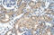 Cholinergic Receptor Nicotinic Beta 2 Subunit antibody, 28-226, ProSci, Immunohistochemistry frozen image 