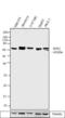 Sorting Nexin 1 antibody, PA1-836, Invitrogen Antibodies, Western Blot image 