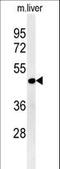 DNA Damage Inducible 1 Homolog 2 antibody, LS-C167319, Lifespan Biosciences, Western Blot image 