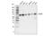 Cleavage And Polyadenylation Specific Factor 6 antibody, 92879S, Cell Signaling Technology, Western Blot image 